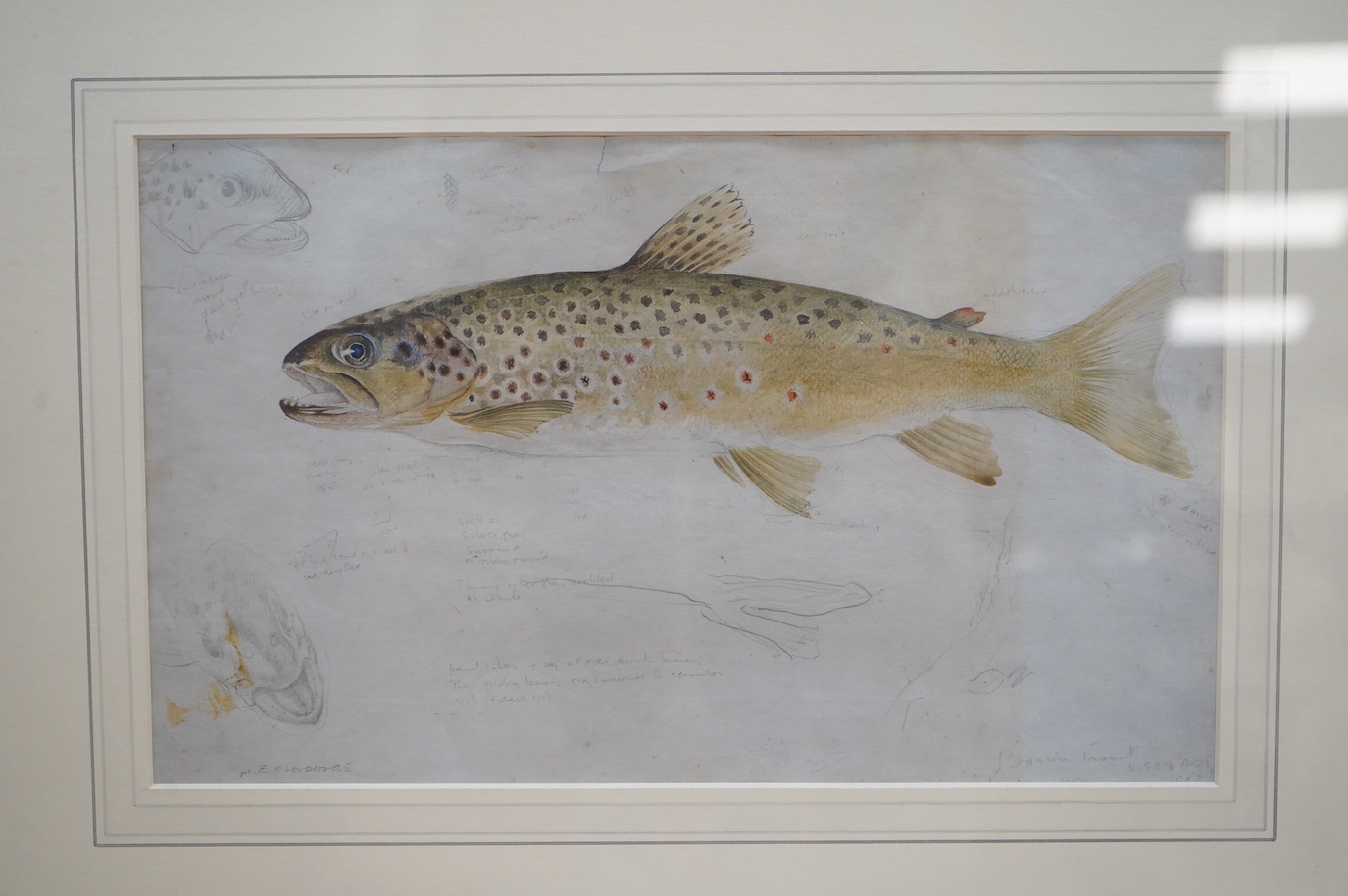 Mildred E. Eldridge, (1909-1991), watercolour, Study of a Trout, signed in pencil, details verso, 20 x 32cm. Condition - poor